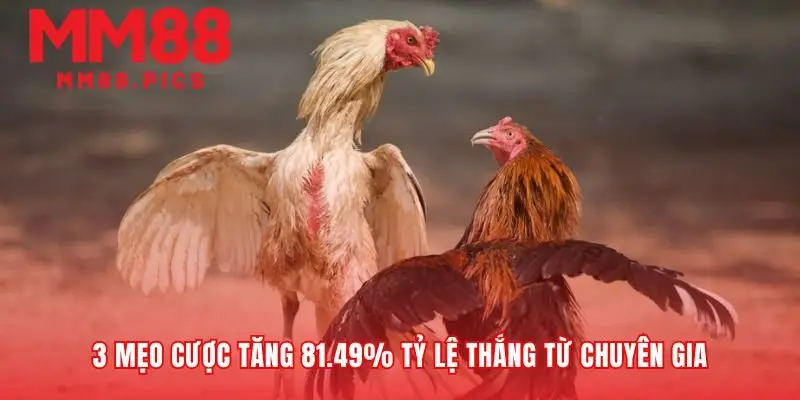 Vượt lên trên may mắn bằng con mắt nhà nghề