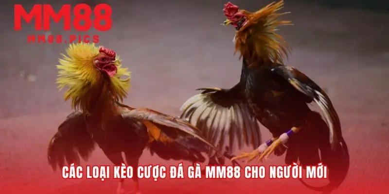 Giải mã ngôn ngữ kèo cược đá gà MM88